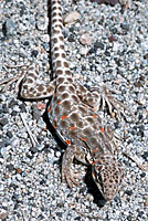 Long-nosed Leopard Lizard