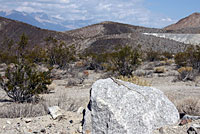 Long-nosed Leopard Lizard Habitat