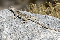 Long-nosed Leopard Lizard