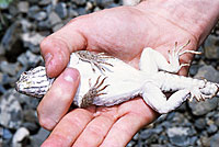 Long-nosed Leopard Lizard