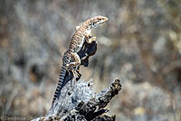 Long-nosed Leopard Lizard