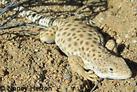 Long-nosed Leopard Lizard