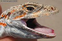 Long-nosed Leopard Lizard