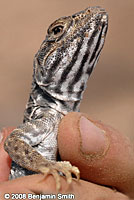 Long-nosed Leopard Lizard