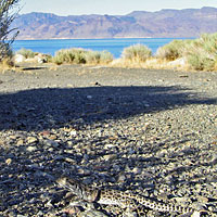 Long-nosed Leopard Lizard