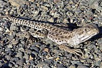 Long-nosed Leopard Lizard