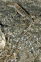 Long-nosed Leopard Lizard