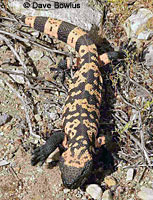 Banded Gila Monster