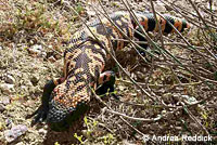 Banded Gila Monster