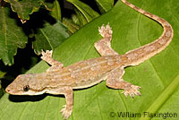 Mediterranean House Gecko