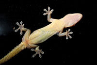 Mediterranean House Gecko