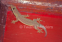 Mediterranean House Gecko