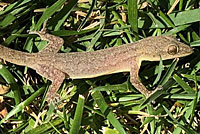 Mediterranean House Gecko