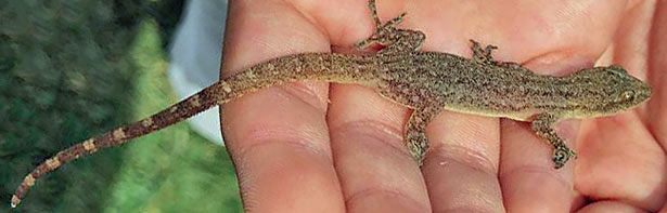 Mediterranean House Gecko