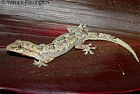 Tropical House Gecko