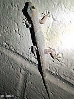 Tropical House Gecko