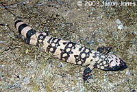 Banded Gila Monster