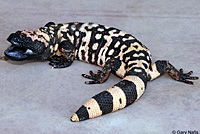 Banded Gila Monster