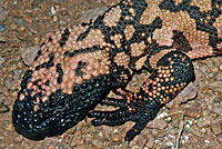 Banded Gila Monster