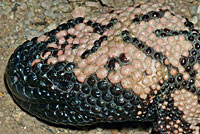 Banded Gila Monster