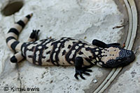 Gila Monster