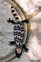 Gila Monster