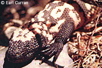 Banded Gila Monster