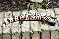 Gila Monster