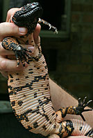 Gila Monster