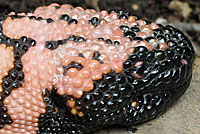 Gila Monster