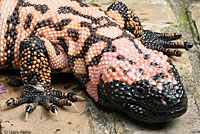 Gila Monster