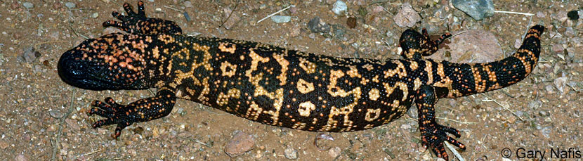 Banded Gila Monster