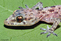 Mediterranean House Gecko