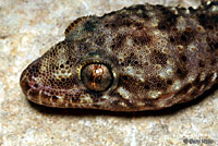 Mediterranean House Gecko