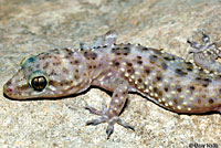 Mediterranean House Gecko