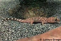 Mediterranean House Gecko