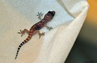 Mediterranean House Gecko