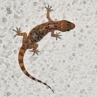 Mediterranean House Gecko