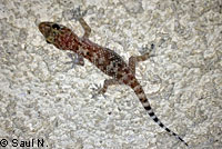 Mediterranean House Gecko