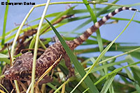 Mediterranean House Gecko