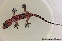 Mediterranean House Gecko