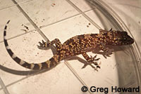 Mediterranean House Gecko