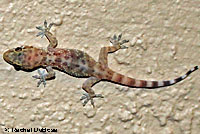 Mediterranean House Gecko