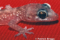 Mediterranean House Gecko