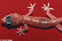 Mediterranean House Gecko