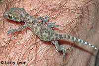 Mediterranean House Gecko