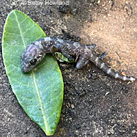 Great Basin Collared Lizard