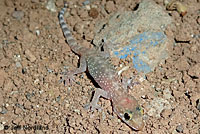 Mediterranean House Gecko