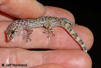 Mediterranean House Gecko