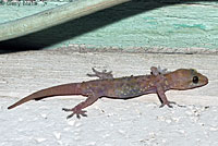 Mediterranean House Gecko